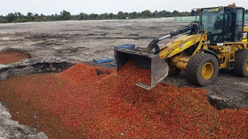Một lượng lớn dâu tây bị tiêu hủy trong cuộc khủng hoảng kim khâu. Ảnh: News